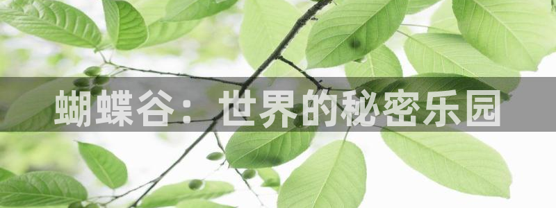 美狮贵宾会ms092021最新款报价及图片